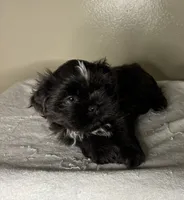 Milo, a male Shih Tzu for sale in Downey, CA – 4 of 6
