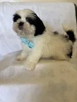 Koda, a male Shih Tzu for sale in Downey, CA – Photo 8 of 8