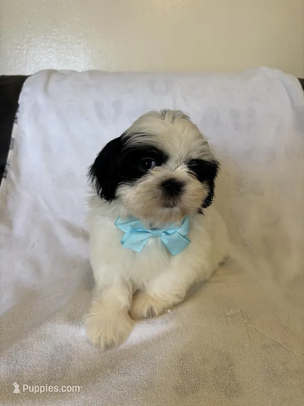 Koda – Shih Tzu puppy for sale in Downey, CA