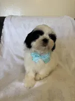 Koda, a male Shih Tzu for sale in Downey, CA – Photo 7 of 8