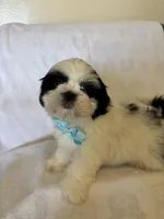 Koda, a male Shih Tzu for sale in Downey, CA – Photo 2 of 8