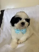 Koda, a male Shih Tzu for sale in Downey, CA – Photo 4 of 8