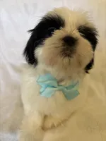 Koda, a male Shih Tzu for sale in Downey, CA – Photo 3 of 8