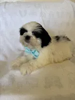 Koda, a male Shih Tzu for sale in Downey, CA – Photo 5 of 8