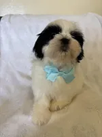 Koda, a male Shih Tzu for sale in Downey, CA – Photo 6 of 8