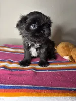 Bella, a female Shih Tzu for sale in Downey, CA – 8 of 10