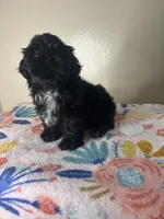 Tulip, a female Shih Tzu for sale in Downey, CA – 7 of 8