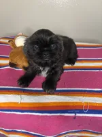 Bella, a female Shih Tzu for sale in Downey, CA – 10 of 10