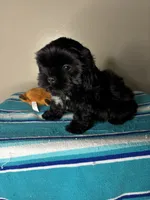Pluto, a male Shih Tzu for sale in Downey, CA – 5 of 8