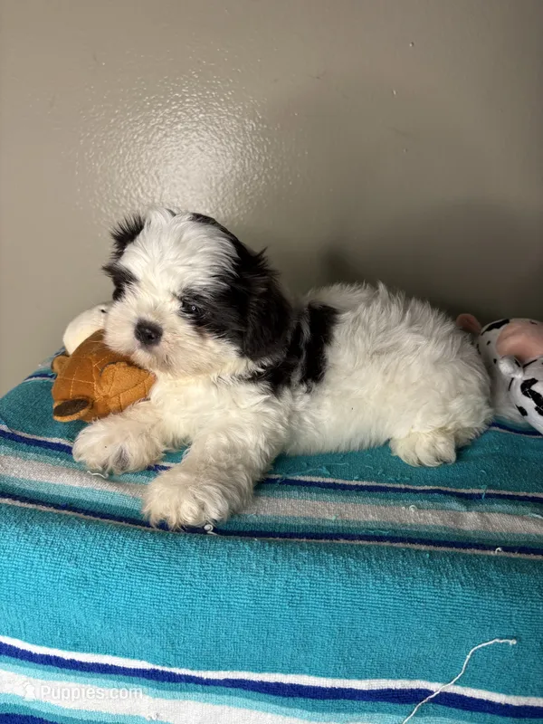 Pebble – Shih Tzu puppy for sale in Downey, CA