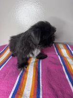 Lucy, a female Shih Tzu for sale in Downey, CA – 4 of 8