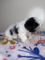 Belle, a female Shih Tzu for sale in Downey, CA – 3 of 6