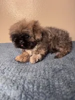 Teddy, a male Shih Tzu for sale in Downey, CA – 7 of 7