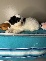 Pebble, a male Shih Tzu for sale in Downey, CA – 5 of 7