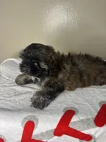 Rocky, a male Shih Tzu for sale in Downey, CA – 10 of 10