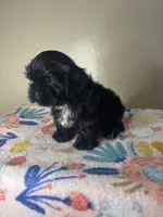 Tulip, a female Shih Tzu for sale in Downey, CA – 6 of 8