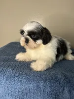 Casper, a male Shih Tzu for sale in Downey, CA – 2 of 10