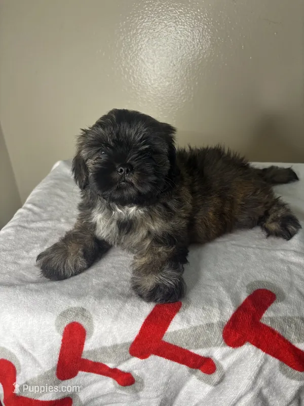 Rocky – Shih Tzu puppy for sale in Downey, CA