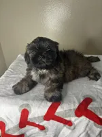 Rocky, a male Shih Tzu for sale in Downey, CA – 1 of 10