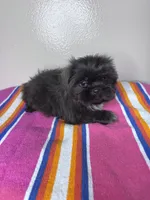 Lucy, a female Shih Tzu for sale in Downey, CA – 3 of 8