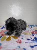 Hazel, a female Shih Tzu for sale in Downey, CA – 7 of 8