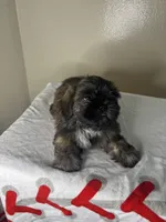 Rocky, a male Shih Tzu for sale in Downey, CA – 8 of 10