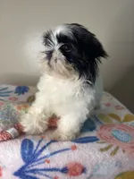 Poppy, a female Shih Tzu for sale in Downey, CA – 7 of 10