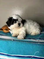 Pebble, a male Shih Tzu for sale in Downey, CA – 4 of 7