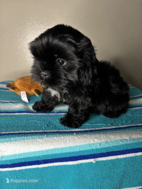 Pluto – Shih Tzu puppy for sale in Downey, CA