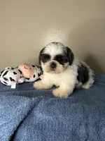 Casper, a male Shih Tzu for sale in Downey, CA – 3 of 10