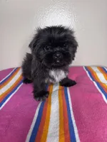 Lucy, a female Shih Tzu for sale in Downey, CA – 5 of 8