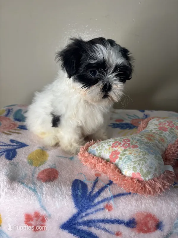 Poppy – Shih Tzu puppy for sale in Downey, CA