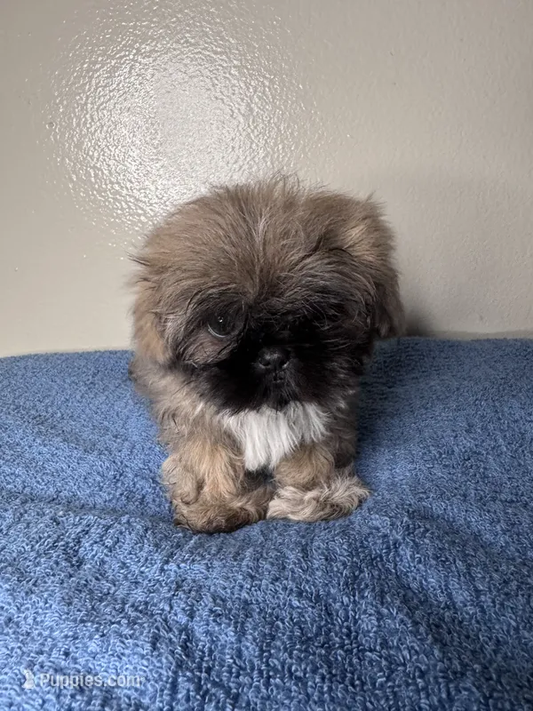 Teddy – Shih Tzu puppy for sale in Downey, CA