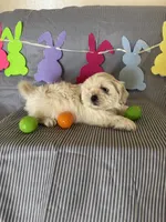 Teddy, a male Shih Tzu for sale in Downey, CA – Photo 4 of 4