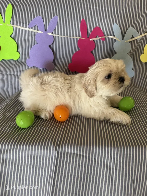 Teddy – Shih Tzu puppy for sale in Downey, CA