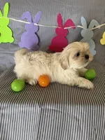 Teddy, a male Shih Tzu for sale in Downey, CA – Photo 1 of 4