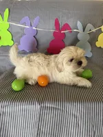 Teddy, a male Shih Tzu for sale in Downey, CA – Photo 3 of 4