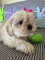 Teddy, a male Shih Tzu for sale in Downey, CA – Photo 2 of 4