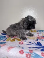 Hazel, a female Shih Tzu for sale in Downey, CA – 6 of 8