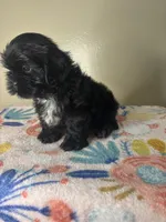 Tulip, a female Shih Tzu for sale in Downey, CA – 4 of 8