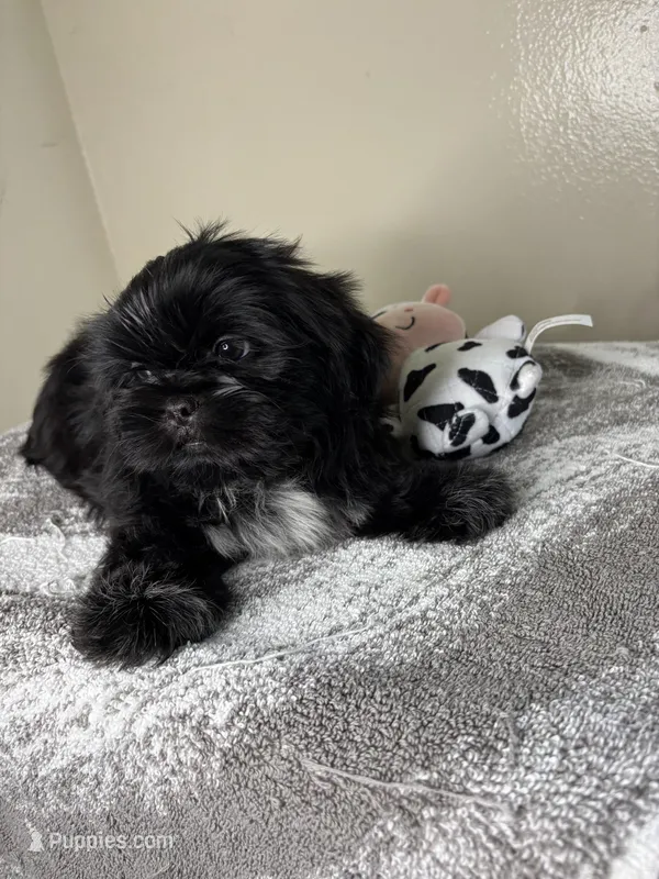 Bruno – Shih Tzu puppy for sale in Downey, CA
