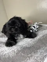 Bruno, a male Shih Tzu for sale in Downey, CA – 1 of 10