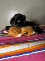Bella, a female Shih Tzu for sale in Downey, CA – 6 of 10