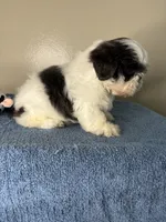 Casper, a male Shih Tzu for sale in Downey, CA – 5 of 10