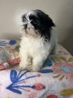 Poppy, a female Shih Tzu for sale in Downey, CA – 3 of 10