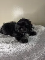 Bruno, a male Shih Tzu for sale in Downey, CA – 7 of 10