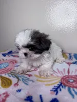 Sally, a female Shih Tzu for sale in Downey, CA – 8 of 9