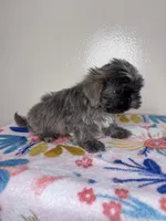 Hazel, a female Shih Tzu for sale in Downey, CA – 4 of 8