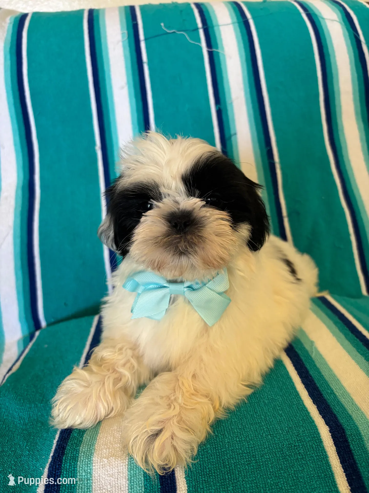 Pascal, a male Shih Tzu for sale in Downey, CA – Photo 7 of 7
