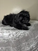 Bruno, a male Shih Tzu for sale in Downey, CA – 9 of 10